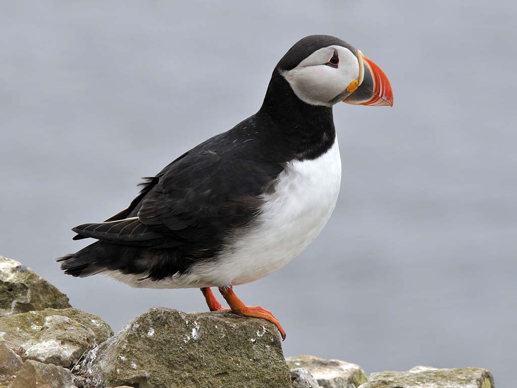 Papageitaucher auf der Klippe von L&aacute;trabjarg.
