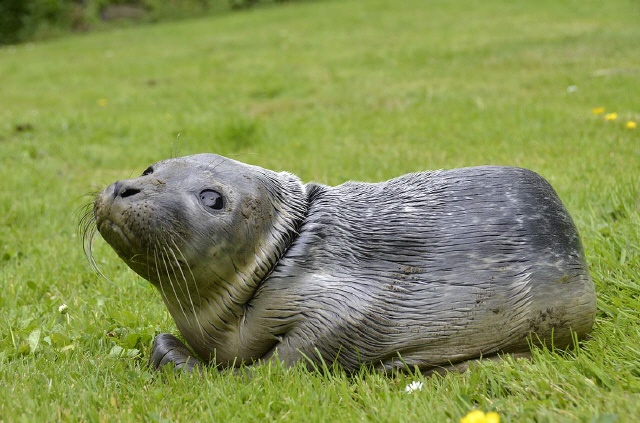 Seehundbaby an der Wurster K&uuml;ste