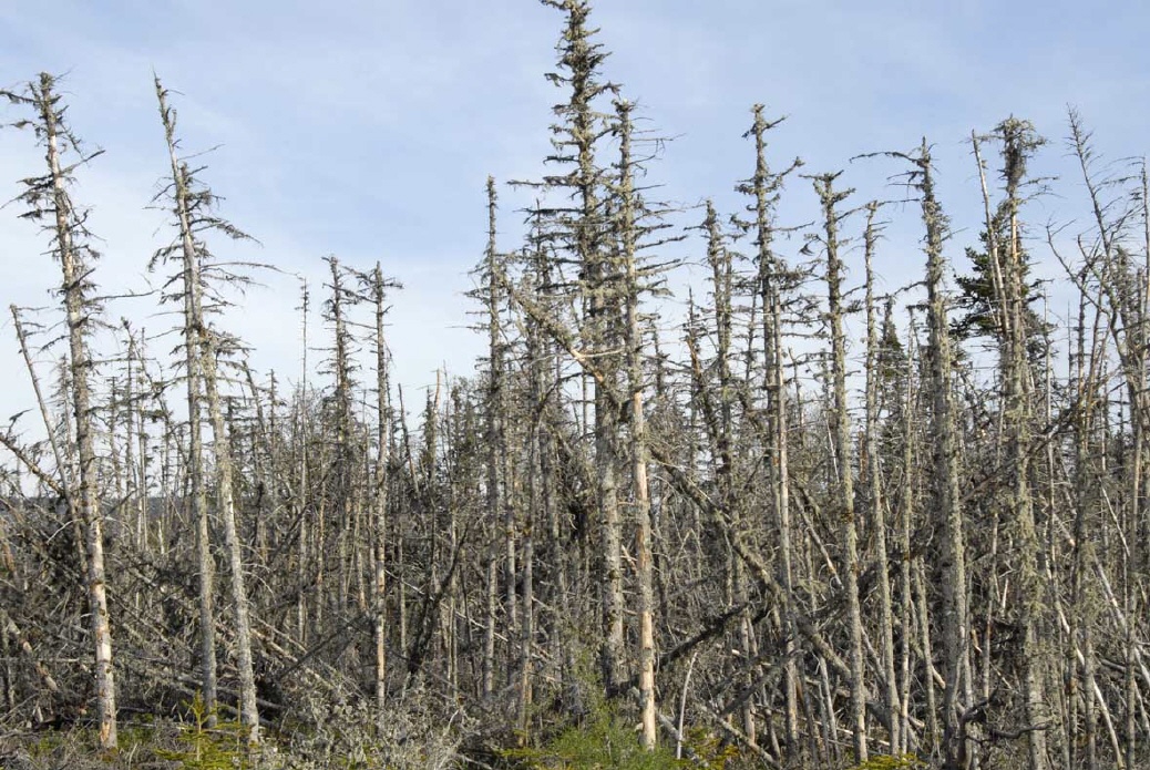 Abgestorbene B&auml;ume im Norden